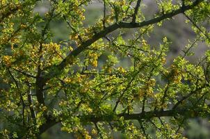 Chanar tree in Calden forest, bloomed in spring, La Pampa, Argentina photo