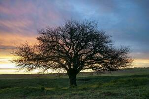 pampa césped paisaje, la pampa provincia, Patagonia, argentina. foto