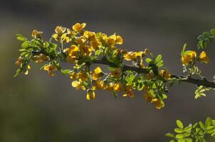 Chanar tree in Calden forest, bloomed in spring, La Pampa, Argentina photo