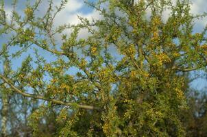 chañar árbol en caldén bosque, floreció en primavera, la pampa, argentina foto