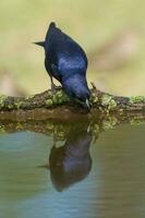 Shiny cowbird in Calden forest environment, La Pampa Province, Patagonia, Argentina. photo