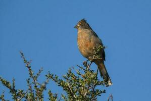 White tipped Plantcutter, Phytotoma rutila, La Pampa, Argentina photo