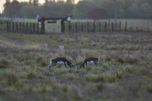 Male Blackbuck Antelope in Pampas plain environment, La Pampa province, Argentina photo