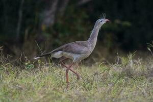 Red legged Seriema, Pantanal , Brazil photo