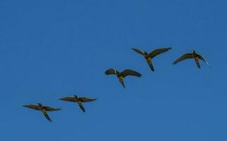 Burrowing Parrot in flight, La Pampa Province, Patagonia, Argentina photo