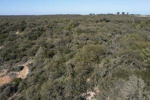 Pampas forest, Calden tree, Prosopis Caldenia, endemic species in La Pampa, Patagonia, Argentina photo