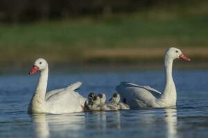 Coscoroba swan with cygnets swimming in a lagoon , La Pampa Province, Patagonia, Argentina. photo