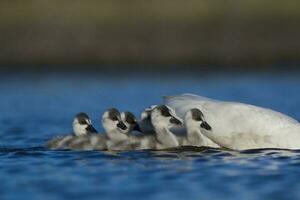 Coscoroba swan cygnets  swimming in a lagoon , La Pampa Province, Patagonia, Argentina. photo