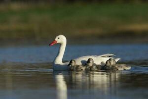 Coscoroba swan with cygnets swimming in a lagoon , La Pampa Province, Patagonia, Argentina. photo