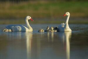 coscoroba cisne con polluelos del cisne nadando en un laguna , la pampa provincia, Patagonia, argentina. foto