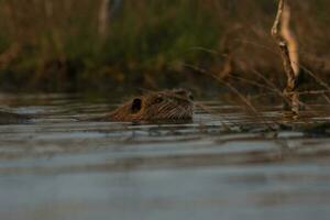 Coipo, Myocastor coypus, La Pampa Province, Patagonia, Argentina. photo