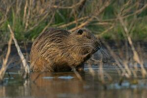 Coipo, Myocastor coypus, La Pampa Province, Patagonia, Argentina. photo