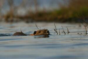 Coipo, Myocastor coypus, La Pampa Province, Patagonia, Argentina. photo