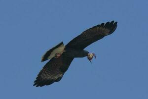 Snail Kite , Ibera Marsh National Park , Corrientes  province, Patagonia , Argentina. photo