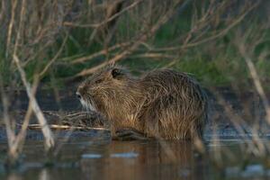 Coipo, Myocastor coypus, La Pampa Province, Patagonia, Argentina. photo