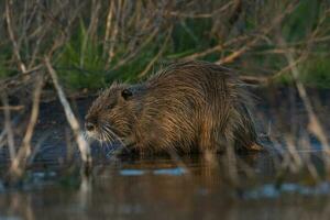 Coipo, Myocastor coypus, La Pampa Province, Patagonia, Argentina. photo