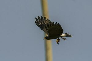 Snail Kite , Ibera Marsh National Park , Corrientes  province, Patagonia , Argentina. photo