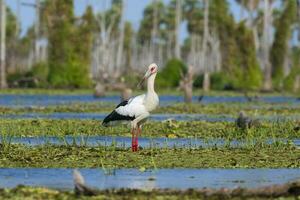 Maguari Stork, La Estrella marsh, Nature Reserve, Formosa Province, Argentina. photo