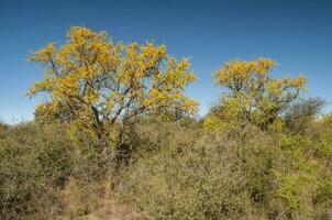 Chanar tree in Calden forest, bloomed in spring,La Pampa,Argentina photo