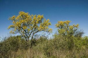 Chanar tree in Calden forest, bloomed in spring,La Pampa,Argentina photo