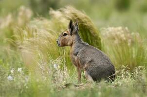 Patagonian cavi in grassland environment , La Pampa Province, Patagonia , Argentina photo