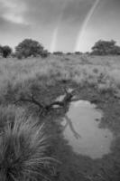 Calden forest grass landscape,  La Pampa province, Patagonia, Argentina. photo