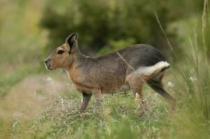 patagón cavi en pradera ambiente , la pampa provincia, Patagonia , argentina foto