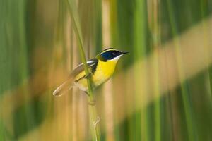 Many coloured rush tyrant , La Pampa Province, Patagonia, Argentina. photo