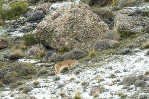 puma caminando en montaña ambiente, torres del paine nacional parque, Patagonia, Chile. foto