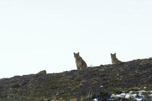 Puma walking in mountain environment, Torres del Paine National Park, Patagonia, Chile. photo