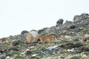 Puma walking in mountain environment, Torres del Paine National Park, Patagonia, Chile. photo