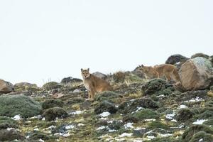 puma caminando en montaña ambiente, torres del paine nacional parque, Patagonia, Chile. foto