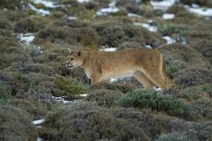 Cougar walking in mountain environment, Torres del Paine National Park, Patagonia, Chile. photo