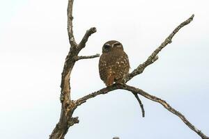 Ferruginous Pygmy owl, Glaucidium brasilianum, Calden forest, La Pampa Province, Patagonia, Argentina. photo