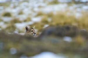 Puma walking in mountain environment, Torres del Paine National Park, Patagonia, Chile. photo