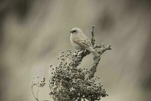 Bay winged Cowbird photo