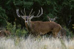 Red deer roaring in La Pampa, Argentina, Parque Luro, Nature Reserve photo