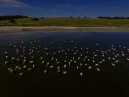 Flamingos flock in Patagonia, Aerial view,Argentina photo