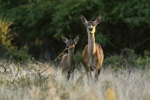 Red deer female an baby in La Pampa, Argentina, Parque Luro, Nature Reserve photo