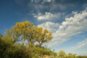 Chanar tree in Calden forest, bloomed in spring, La Pampa, Argentina photo