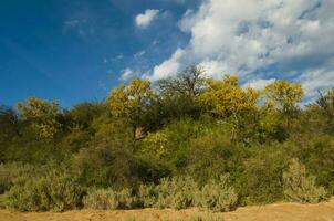 chañar árbol en caldén bosque, floreció en primavera, la pampa argentina foto