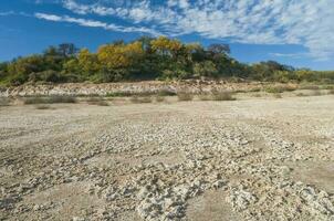 Chanar tree in Calden forest, bloomed in spring,La Pampa,Argentina photo