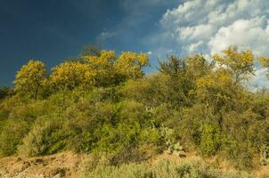 Chanar tree in Calden forest, bloomed in spring, La Pampa, Argentina photo