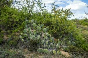 Cactus in calden forest environment, La Pampa province, Patagonia, Argentina. photo