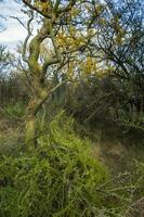 chañar árbol en caldén bosque, floreció en primavera, la pampa, argentina foto