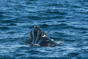 Sohutern right whale whale breathing, Peninsula Valdes, Patagonia,Argentina photo