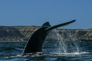 Sohutern Derecha ballena cola, en peligro de extinción especies, patagonia,argentina foto