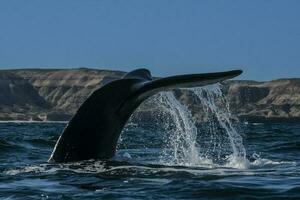 Sohutern right whale tail, endangered species, Patagonia,Argentina photo