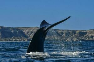 Sohutern Derecha ballena cola, en peligro de extinción especies, patagonia,argentina foto