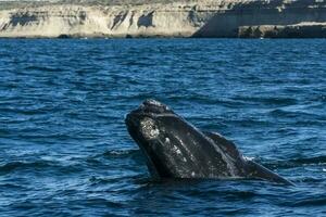 Sohutern right whale whale breathing, Peninsula Valdes, Patagonia,Argentina photo